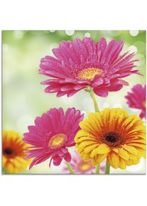 Artland Glasbild »Natürliche Romantik - Gerberas«, Blumen, (1 St.) bunt, Größe B/H: 50 cm x 50 cm B/H: 50 cm x 50 cm , Rückseitiger Druck auf 4 mm...