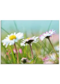 Artland Glasbild »Gänseblümchen Romantik«, Blumen, (1 St.) blau, Größe B/H: 60 cm x 45 cm B/H: 60 cm x 45 cm , Rückseitiger Druck auf 4 mm Glas