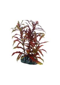 Hobby Aquariumdekoration Nesaea 13 cm