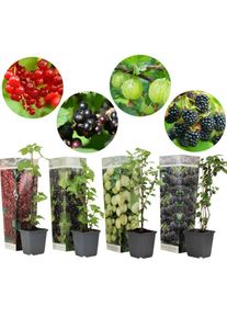 Plant In A Box - Berry Mix - Mélange de 4 - Plantes de jardin - Pot 9cm - Hauteur 25-40cm - Blanc