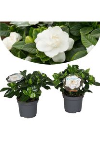 Gardenia Jasminoides - Set de 2 - Pot 13cm - Hauteur 20-30cm - Blanc