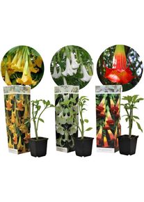 Plant In A Box - Brugmansia - Mélange de 3 - Fleurs de jardin - Pot 9cm - Hauteur 25-40cm - Jaune