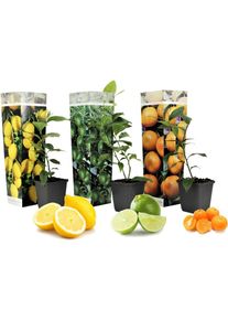 Plant In A Box - Citrus Mix - Set de 3 - Agrumes - Pot 9cm - Hauteur 25-40cm - Blanc