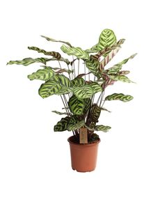 Plant In A Box - Calathea Makoyana - Plante tropicale - Pot 21cm - Hauteur 60-70cm - Vert