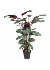 Plant In A Box - Calathea Oppenheimiana - Feuilles pourpre clair - Pot 27cm - Hauteur 120-130cm - Vert