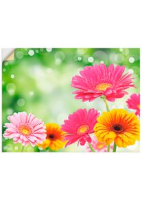 Artland Wandbild »Natürliche Romantik - Gerberas«, Blumen, (1 St.), Gedruckt bunt, Größe B/H: 60 cm x 45 cm B/H: 60 cm x 45 cm , Verschiedene...