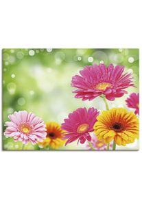 Artland Wandbild »Natürliche Romantik - Gerberas«, Blumen, (1 St.), Gedruckt bunt, Größe B/H: 40 cm x 30 cm B/H: 40 cm x 30 cm , Verschiedene...