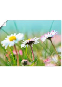 Artland Wandbild »Gänseblümchen Romantik«, Blumen, (1 St.) blau, Größe B/H: 80 cm x 60 cm B/H: 80 cm x 60 cm , Verschiedene Größen & Produktarten