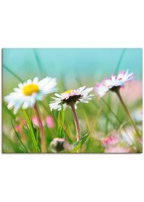 Artland Wandbild »Gänseblümchen Romantik«, Blumen, (1 St.) blau, Größe B/H: 40 cm x 30 cm B/H: 40 cm x 30 cm , Verschiedene Größen & Produktarten