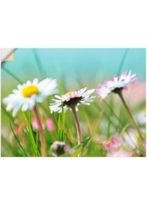 Artland Wandbild »Gänseblümchen Romantik«, Blumen, (1 St.) blau, Größe B/H: 60 cm x 45 cm B/H: 60 cm x 45 cm , Verschiedene Größen & Produktarten