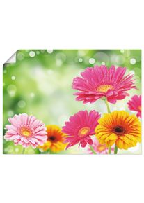 Artland Wandbild »Natürliche Romantik - Gerberas«, Blumen, (1 St.), Gedruckt bunt, Größe B/H: 80 cm x 60 cm B/H: 80 cm x 60 cm , Verschiedene...