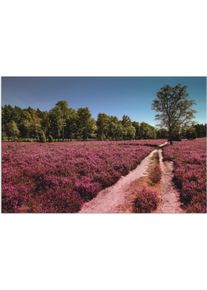 Artland Wandbild »Lüneburger Heide Romantik«, Blumenwiese, (1 St.) lila, Größe B/H: 60 cm x 40 cm B/H: 60 cm x 40 cm , Verschiedene Größen &...