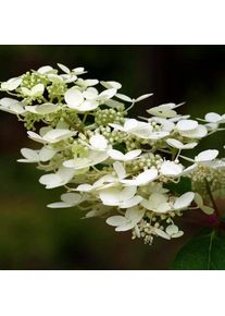 Hortensia Paniculé 'Kyushu' (Hydrangea Paniculata 'Kyushu') - Godet - Taille 13/25cm