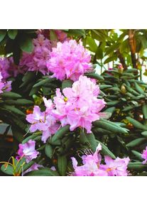 Rhododendron 'Bouquet de Flore' (Azalée Mollis) - Godet 9cm