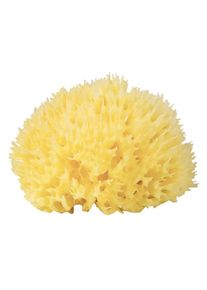 Shasa - Spugna Naturale di Mare Spugne doccia 1 pieces female
