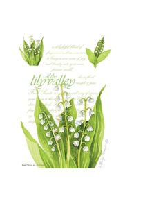 The WillowBrook Company - Maxi Busta Profumata Lily Of The Valley Accessori per il bagno 115 ml unisex