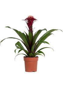 Bloomique - Guzmania Fransesca – Plante tube – Plante d'intérieur – Facile d'entretien – ⌀12 cm – ↕40-50 cm - Red
