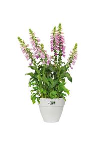 Elho Vaso da fiori bianco 25x21cm 6,5L