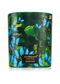 Vila Hermanos Jungletopia Blue Butterfly geurkaars 200 gr