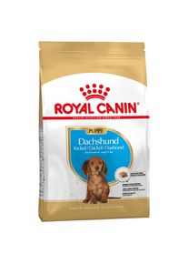 1,5kg Teckel Puppy/Chiot Royal Canin - Croquettes pour Chiot