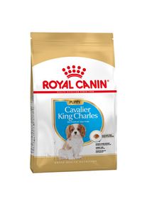 1,5kg Cavalier King Charles Puppy/Chiot Royal Canin - Croquettes pour Chiot