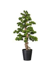 Bonsai den, in een kunststof pot, 210 x 230 mm, hoogte 1100 mm