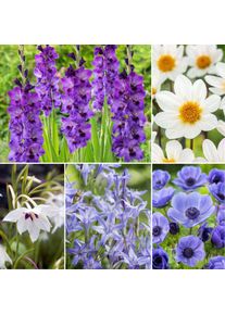 Plant In A Box - Bulb 'Bleu jardin' - Mélange de bulbes à fleurs - 250 pièces - Multicolore