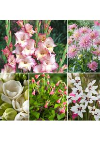 Plant In A Box - Bulb 'Jardin Rose' - Mélange de bulbes à fleurs - 125 pièces - Rose