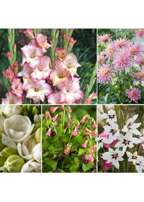 Plant In A Box - Bulb 'Jardin Rose' - Mélange de bulbes à fleurs - 250 pièces - Rose