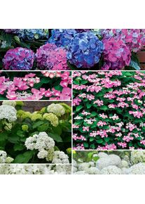 Collection d'Hortensias pour massifs et haies fleuris - 3 arbustes - Multicolore