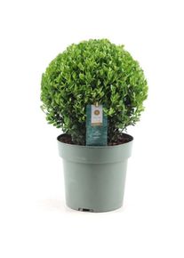 Plant In A Box - Ilex crenata forme boule - Houx japonais - Plante de jardin - ⌀17cm - H30-40cm - Blanc