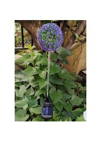 Solar 6LED Dandelion Color-changing Garden Ground Plug Light, Purple