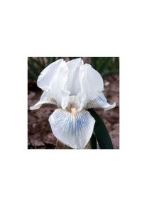 Clématite.net-angers - Iris des jardins Cutie | Conditionnement: Lot de 3 godets
