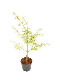 Bloomique - rable du Japon - Acer Palmatum 'Ukigumo' - Plantes de jardin - Rustique - ⌀19cm - ↕ 25-35cm - Green