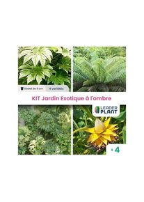 Leaderplantcom - Kit Jardin Exotique à l'Ombre - 4 variétés - Lot de 4 plants en godet