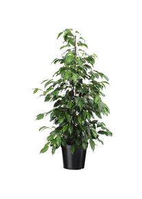 Ficus benjamina Danielle - Pot 21cm - Hauteur 100-110cm - Vert