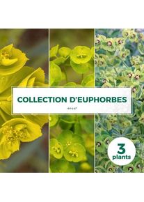 Pepinières Naudet - Collection de 3 Euphorbes - Godet 9cm