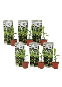 Plant In A Box - Musa Basjoo - Set de 6 - Plante bananier - Jardin - Pot 9cm - Hauteur 25-40cm - Jaune