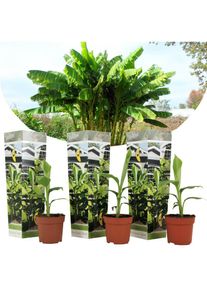 Musa Basjoo - Set de 3 - Plante de banane - Jardin - Pot 9cm - Hauteur 25-40cm - Jaune