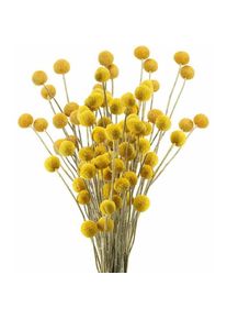 30 Tiges Craspedia Fleur Sechees Naturel Bouquet Fleurs de Craspedia Séchées Jaune Billy Button Balles Plante pour Décoration Mariage Maison Table