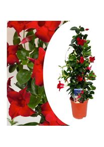 Plant In A Box - Mandeville 'Rio Deep Red' - Dipladenia - Pot 17cm - Hauteur 60-70cm - Rouge
