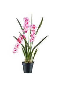 Kunstpflanze , Rosa, Weiß , Kunststoff , 80 cm , Real-Touch-Oberfläche , Dekoration, Blumen & Blumentöpfe