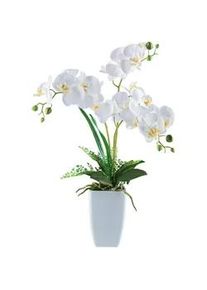 Kunstpflanze , Grün, Weiß , Kunststoff , 67 cm , inkl. Topf, Real-Touch-Oberfläche , Dekoration, Blumen & Blumentöpfe