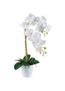 Kunstpflanze , Grün, Weiß , Kunststoff , 56 cm , Real-Touch-Oberfläche , Dekoration, Blumen & Blumentöpfe