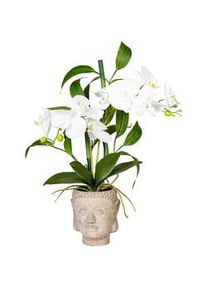 Kunstpflanze , Braun, Grün, Weiß , Kunststoff , 60 cm , inkl. Topf, Real-Touch-Oberfläche , Dekoration, Blumen & Blumentöpfe