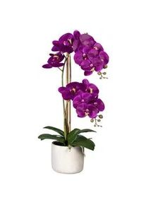 Kunstpflanze , Grau, Grün, Lila , Kunststoff , 60 cm , inkl. Topf, Real-Touch-Oberfläche , Dekoration, Blumen & Blumentöpfe