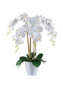 Kunstpflanze , Grün, Weiß , Kunststoff , 62 cm , inkl. Topf, Real-Touch-Oberfläche , Dekoration, Blumen & Blumentöpfe