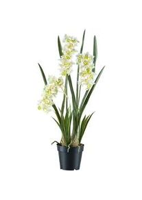 Kunstpflanze , Grün, Schwarz, Weiß, Hellgrün , Kunststoff , 80 cm , Real-Touch-Oberfläche , Dekoration, Blumen & Blumentöpfe
