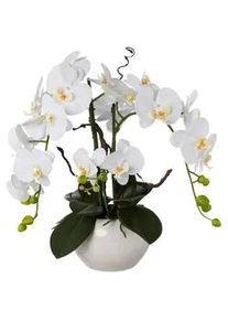 Kunstpflanze , Weiß , Kunststoff , 55 cm , Dekoration, Blumen & Blumentöpfe