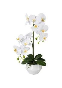 Kunstpflanze , Weiß , Kunststoff , 52 cm , Dekoration, Blumen & Blumentöpfe